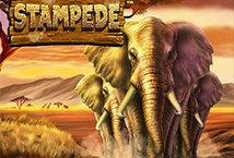 Stampede slot